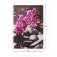 Картина Pink Orchid - Стенни декорации и картини